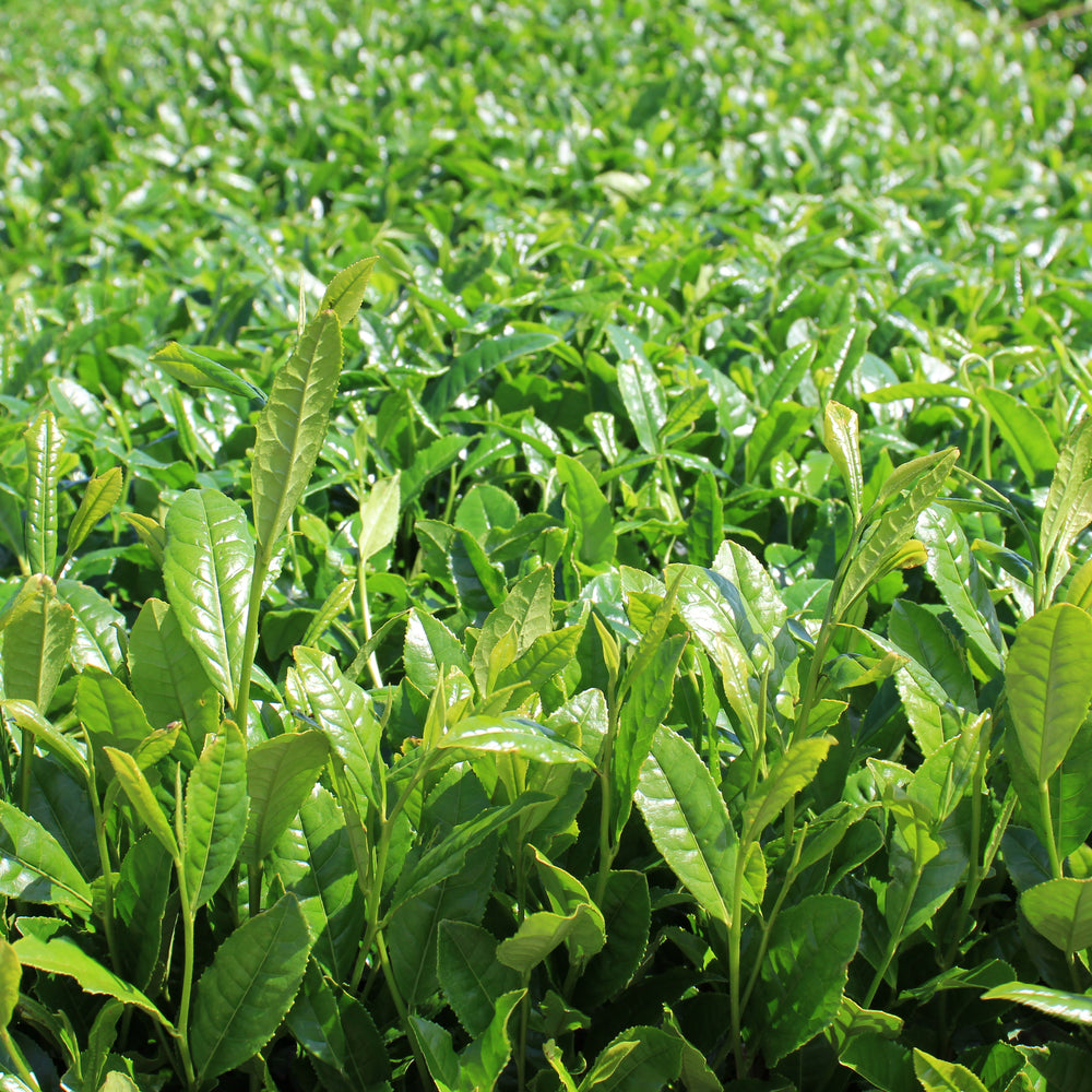 Cultivars of Tea for Tencha (Matcha) Production in the Uji Area