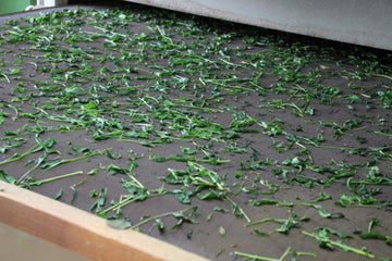 Part 3 - Processing Matcha: From Fresh Leaves to Tencha
