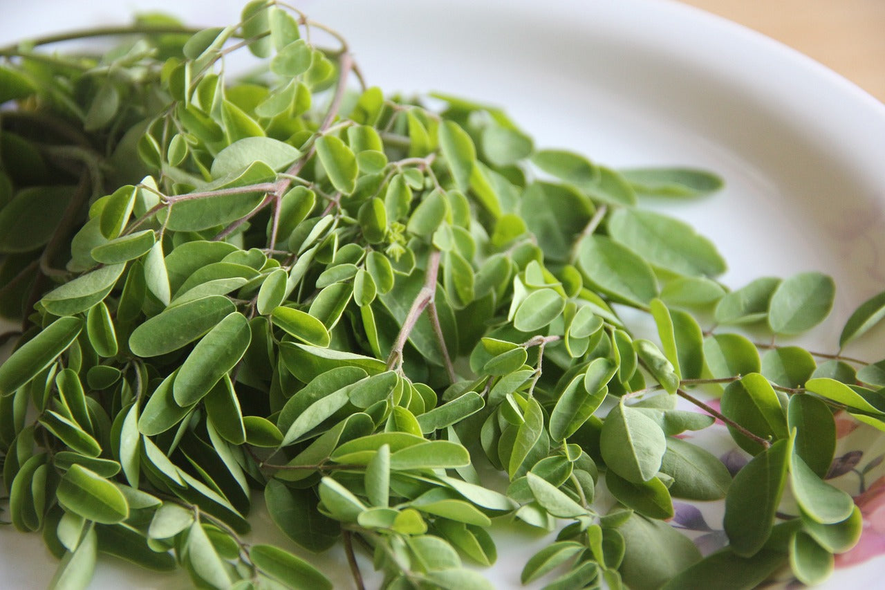 Matcha vs. Moringa: Which is better?