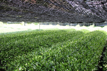 Part 1 - Cultivating Matcha: The Shading Method