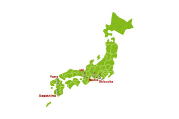 Where Is Matcha Grown? Japan’s Major Matcha Regions
