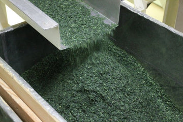 Part 4 - Refining Matcha: The Finishing of Tencha