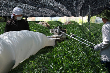 Part 2 - Harvesting Matcha: Selecting the Finest Leaves