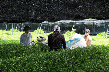 Matcha Cultivation & Harvesting Glossary